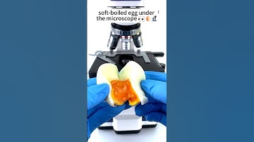 Soft boiled egg under the microscop 🥚😱|#shorts #microscope #ytshorts