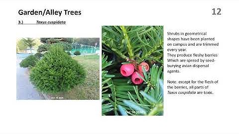 ZwoF Doc no328   The Ecotone Effect