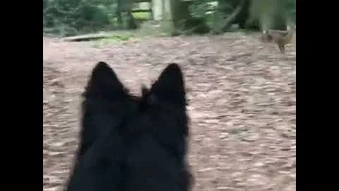 Everydog Essentials - sit to be calm