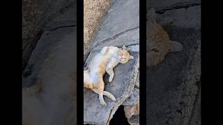 CUTE CAT SAYS RUB  . RAWALPINDI , PAKISTAN .