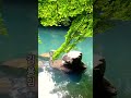 꽃잎편지 김용임 트로트 노래방커버 트롯