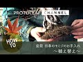 【ガーデニング】盆栽 モミジの植え替え方法