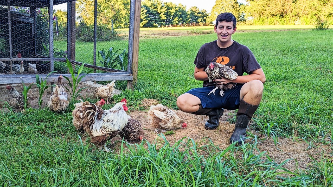 How To Take Care Of 50+ Chickens - Daily Routine - YouTube