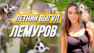 Строительство летнего выгула для лемуров🔥 Маленький рысёнок на контроле 😸