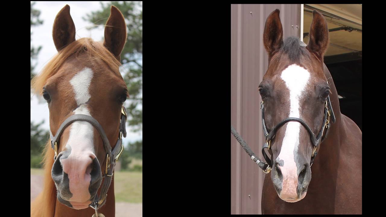 Race Horse Registration with AHA YouTube