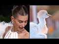 The Ways Human Fashion Mimics Birds | WIRED