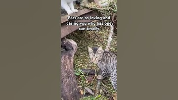 Please wait to scroll passed ask you to donate for cats food or write random words to help algorithm