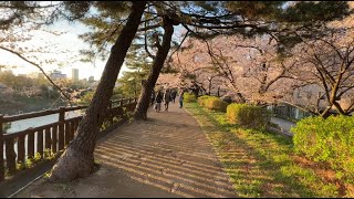 ３月　桜　真田濠　ー　12ヶ月の東京