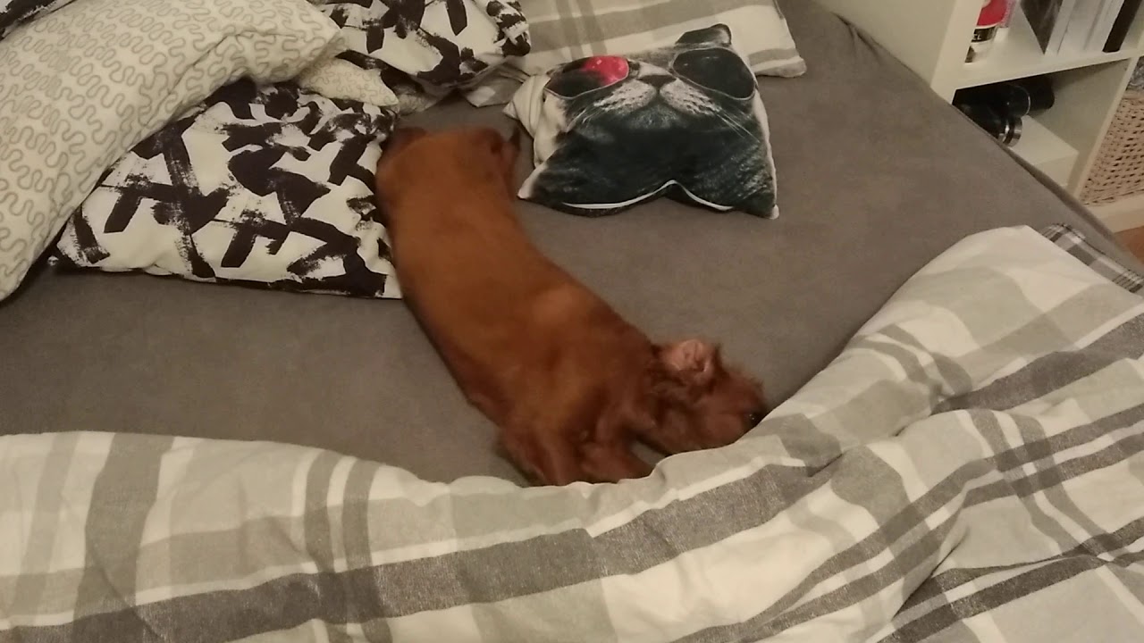 Irish Setter Puppy funny dog in bed YouTube
