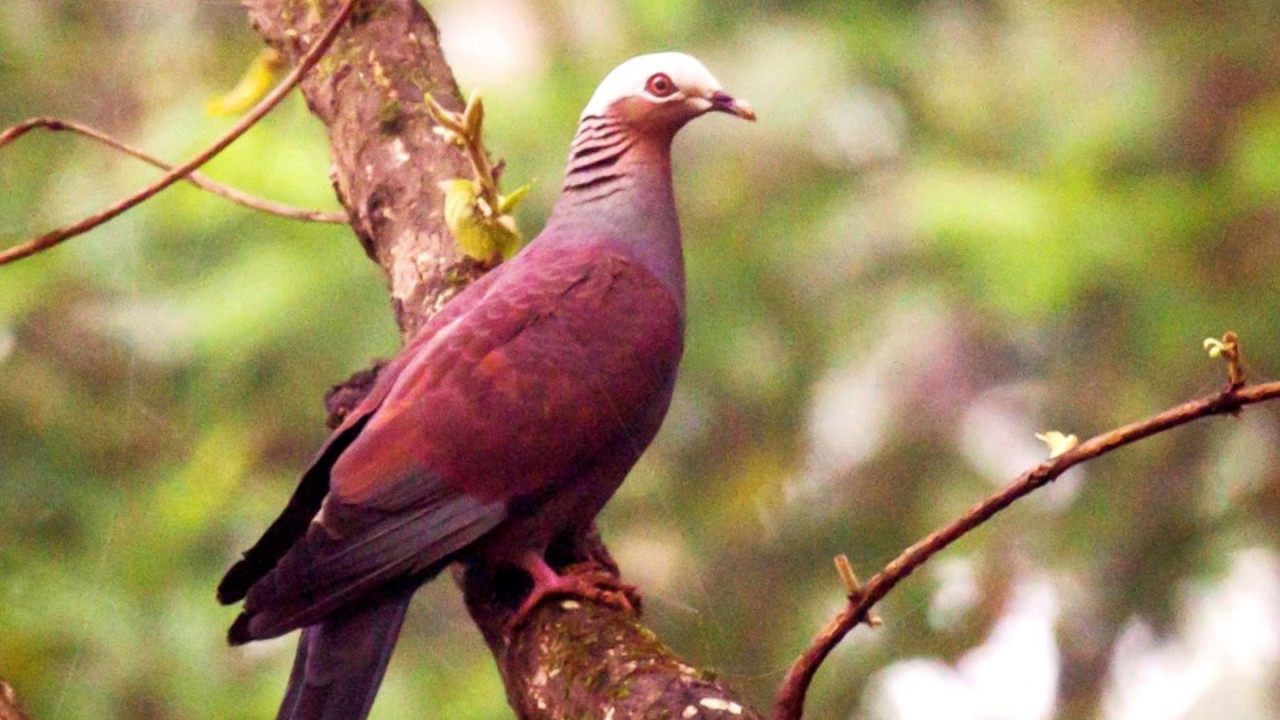 Book on Similipal: Wilderness Tales from Similipal