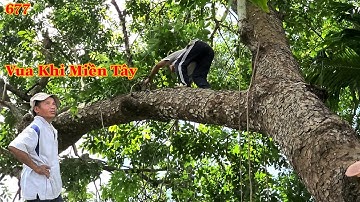 Vua Khỉ Miền Tây cưa cây Xà Cừ rất lớn hơn 300 hoành sẽ như thế nào ? (phần 1) Cutting nacre tree .