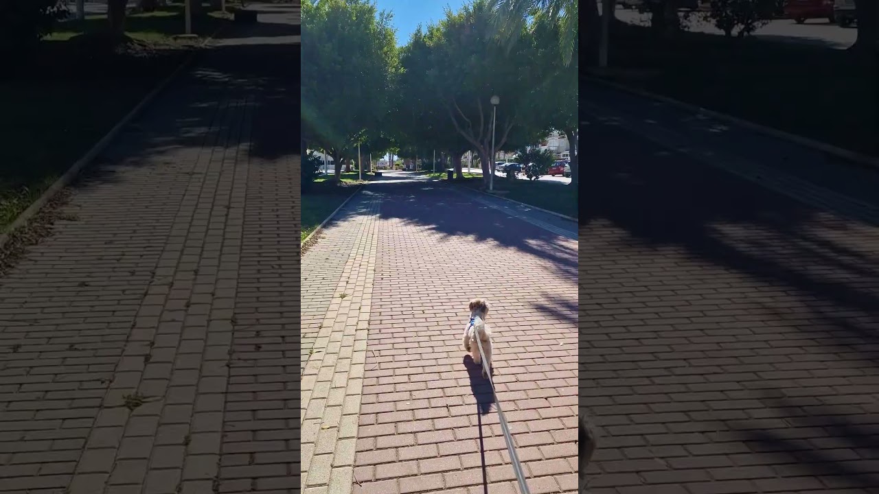 Dogs first trip to Spain - A nice morning walk