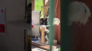 Cat Tree Drama: Who Owns the Throne? 🐱👑😹