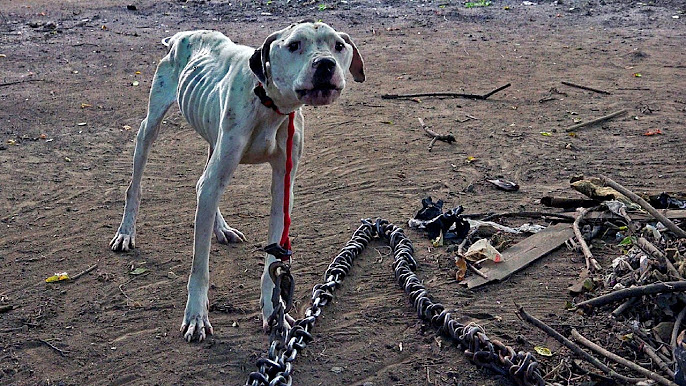 Best Dog Rescue Videos From World Animal Awareness Society - YouTube