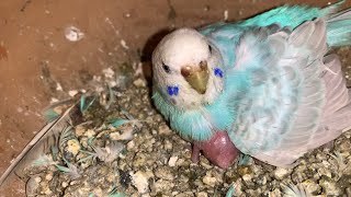 Budgies Parrot Breeding Update // How to Care Budgies Parrot Breeding