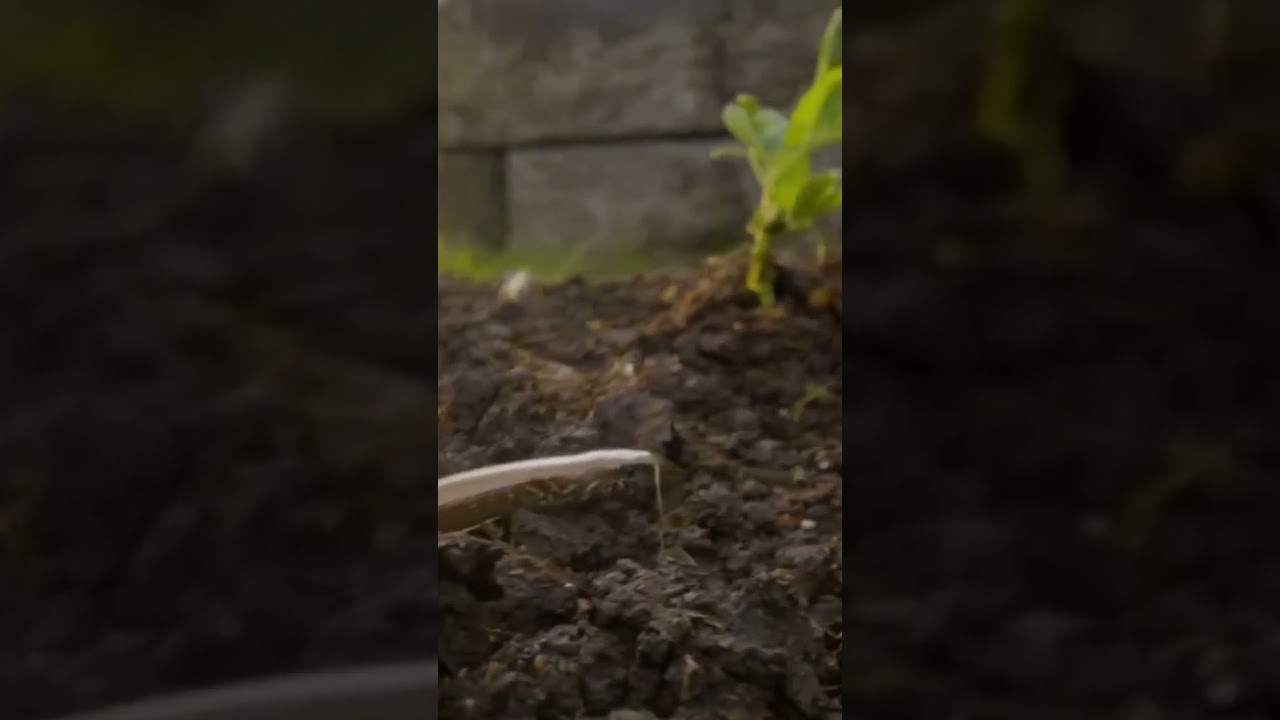 What do Slow Worms feed on? #Herpetology #Reptiles #Lizards