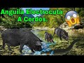 Anguila Eléctrica ELECTROCUTANDO a CERDOS 🐖🐖⚡️⚡️