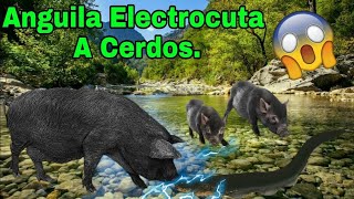 Anguila Electrica Electrocutando A Cerdos Youtube