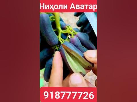 Кишмиш Аватар ниҳол 100сомон қаламча 30сомон заказ қабул мекунем ...