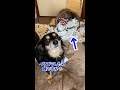 イタズラした事を問い詰められると必死に話を変えようとする犬 #保護犬