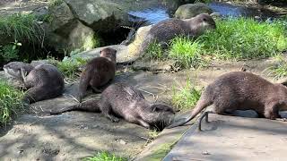 Otter Family at Edinburgh Zoo