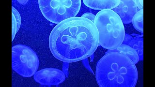 The Fascinating World of Cnidarians - Jelly Fish