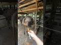 Suntik vitamin sapi perawan‼️#shorts #animals #cow
