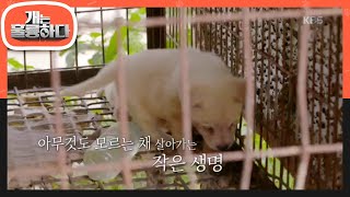 개는 훌륭하다 - 우리가 미처 알지 못했던 너무 참혹한 현실...20191118