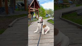 I don’t want to go home😌 #dog #puppy #pets #funnydog #animallovers #viralvideo #shorts #trending