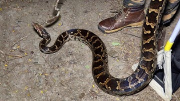 सडक के बाजू में निकला बडा अजगर सांप, लोगो की भीड से मच गया हडकम | Rescue Indian Rock Python Snake