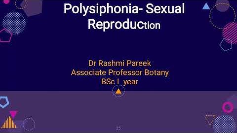 polysiphonia -Sexual Reproduction