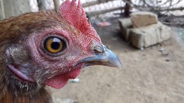 Swm vaj  Qaib qus lai f1 v f2 kuv xv tooj 0828750040