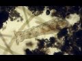 living under a microscope #1 - smooth microorganisms life in a drop of water & ralaxing sound HD