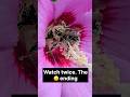 You’ve Never Seen Flowers Like These 😍🌸 #trendingshorts #viral #reels #short #nature #shortvideo