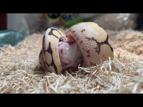 Baby Bumble Bee Ball Python Eating Live Mice Time Lasp