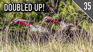 TWO GOBBLERS DOWN  Montana Merriam's Shot MidGobble!