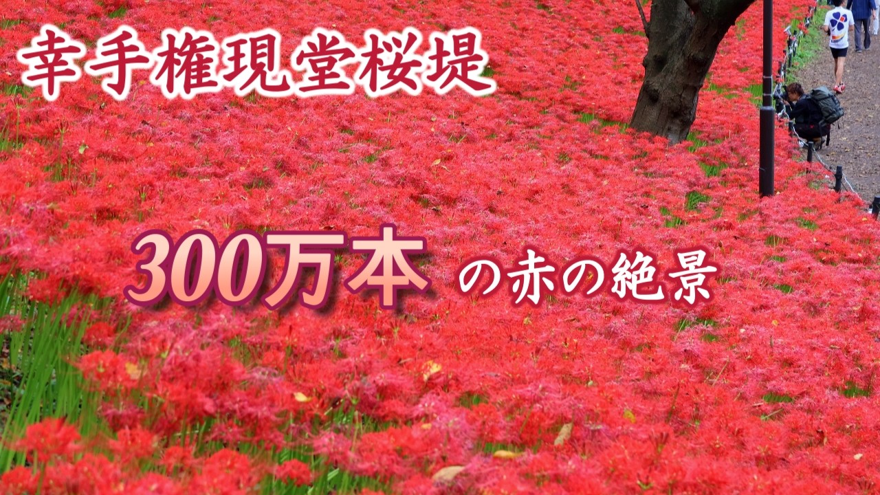 300万本の赤の絶景 【幸手権現堂桜堤】第19回曼殊沙華まつり 彼岸花