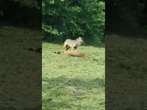 Video: Kāpēc vilks ir gara dzīvnieks?