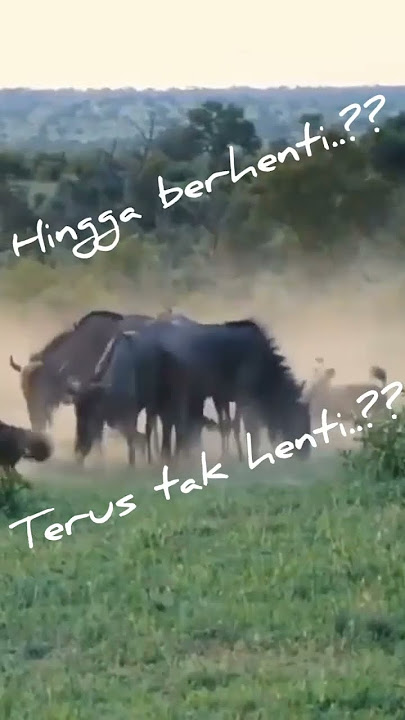 Terus Berlari??? Bergerombol!!! hingga terjebak??#shorts