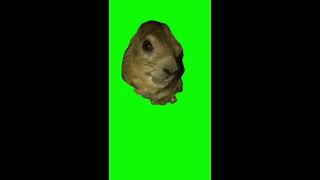 Prairie Dog Hyrax Screaming Avava Awawa Meme On Green Screen