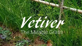 Vetiver, The Miracle Grass