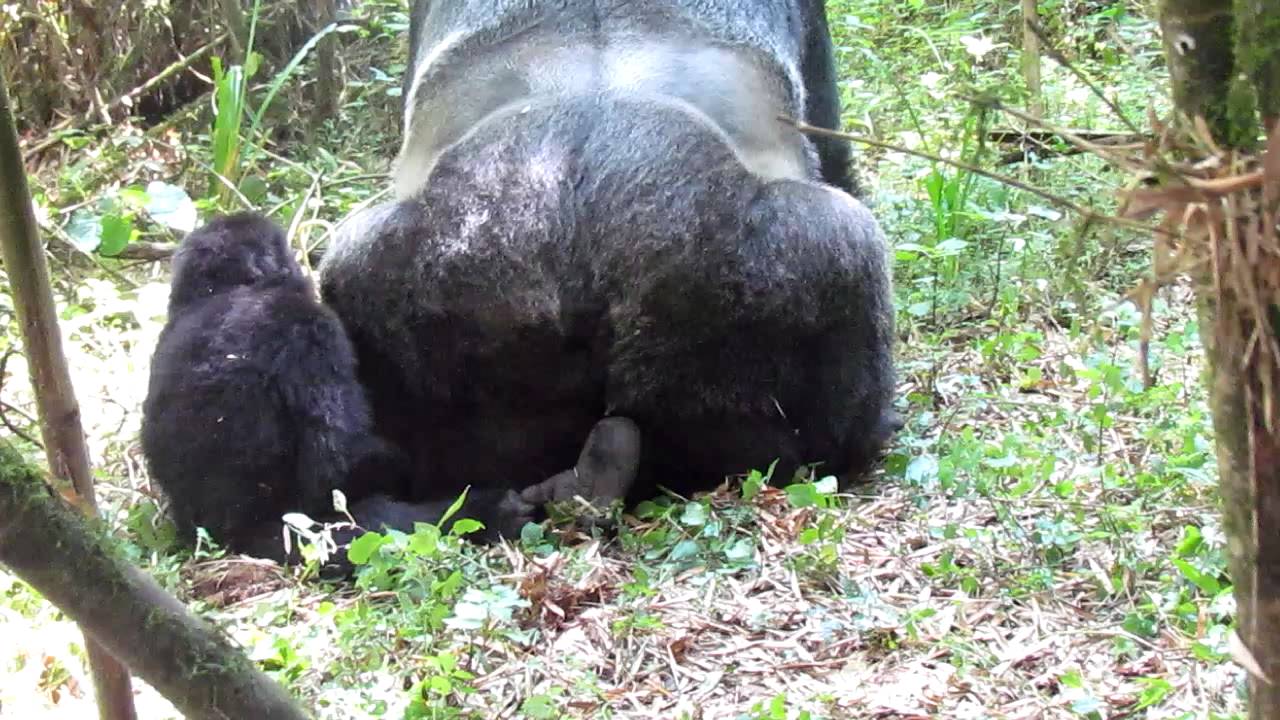 Спаривание горилл