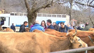 La feria de ganado de marzo en Corao