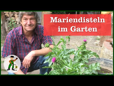 Video: Mariendistel Im Garten