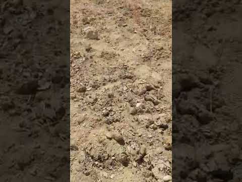 للبيع ارض الفرافره ابو نص ٥٠ فدان متصلح ٢٥ ولهم نصف بير