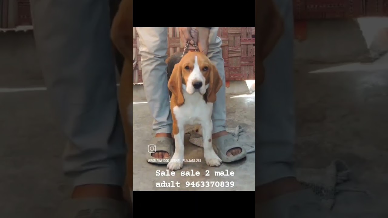 sale sale beagle 2 male adult top quality full marking 9463370839
