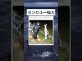 強烈なキックのカンガルー#面白い #おもしろ #tiktok #Twitter