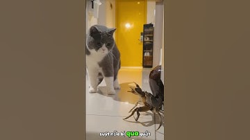 Mèo đối đầu với cua với chiếc càng sắc nhọn #tiktok #dongvat #funny #fyp #haihuoc