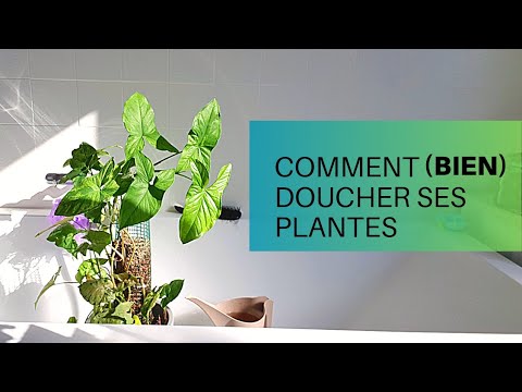 Comment bien doucher ses plantes