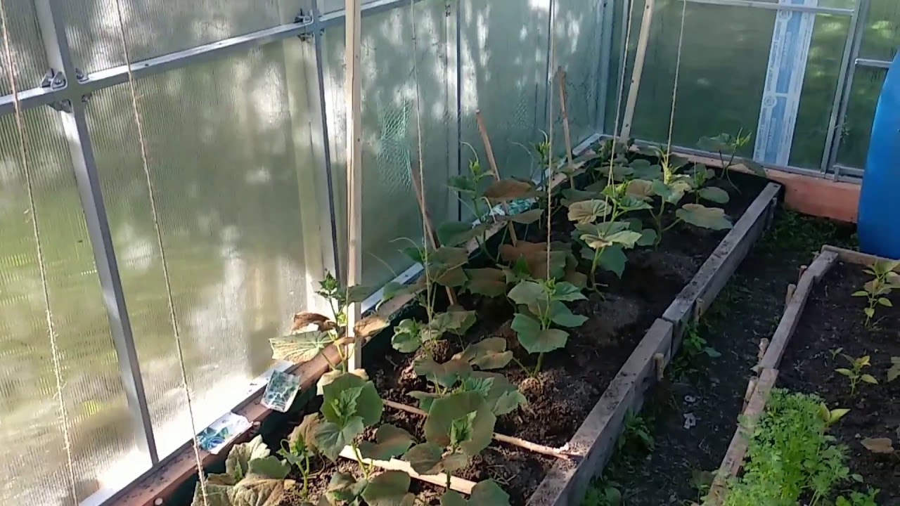 Теплица 3 на 4 в начале июня - YouTube